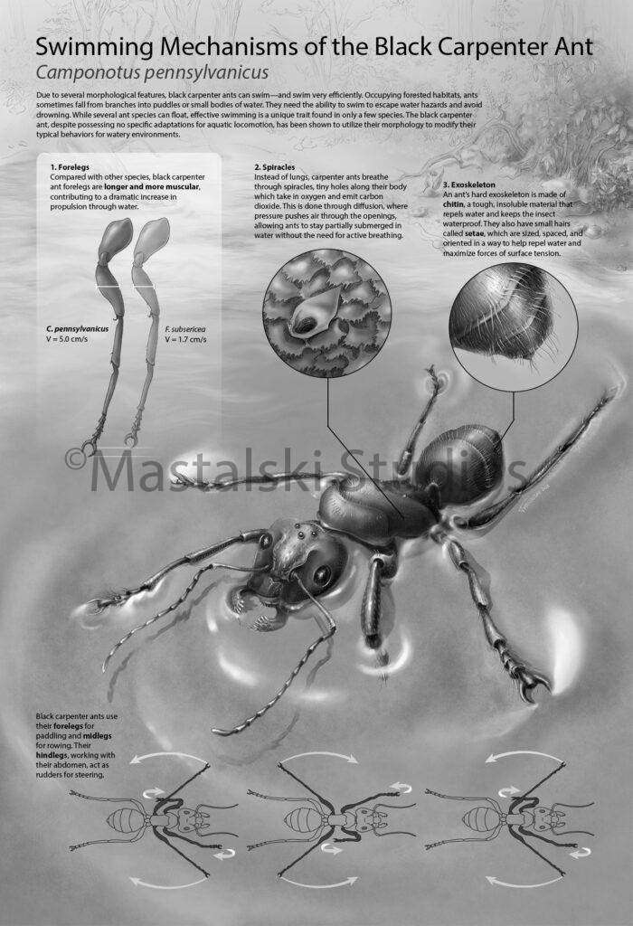 Swimming Mechanisms of the Black Carpenter Ant