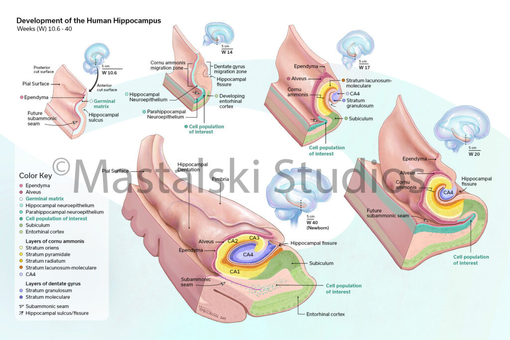 Development of the Human Hippocampus