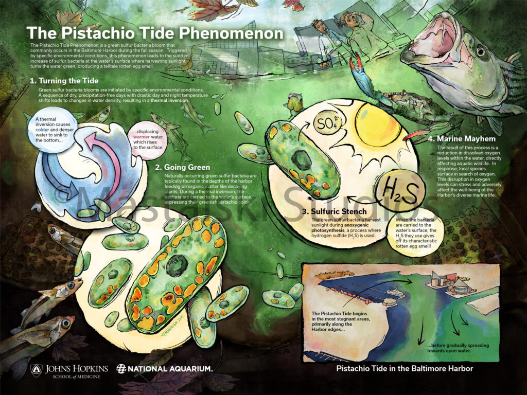 The Pistachio Tide Phenomenon