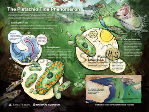 The Pistachio Tide Phenomenon