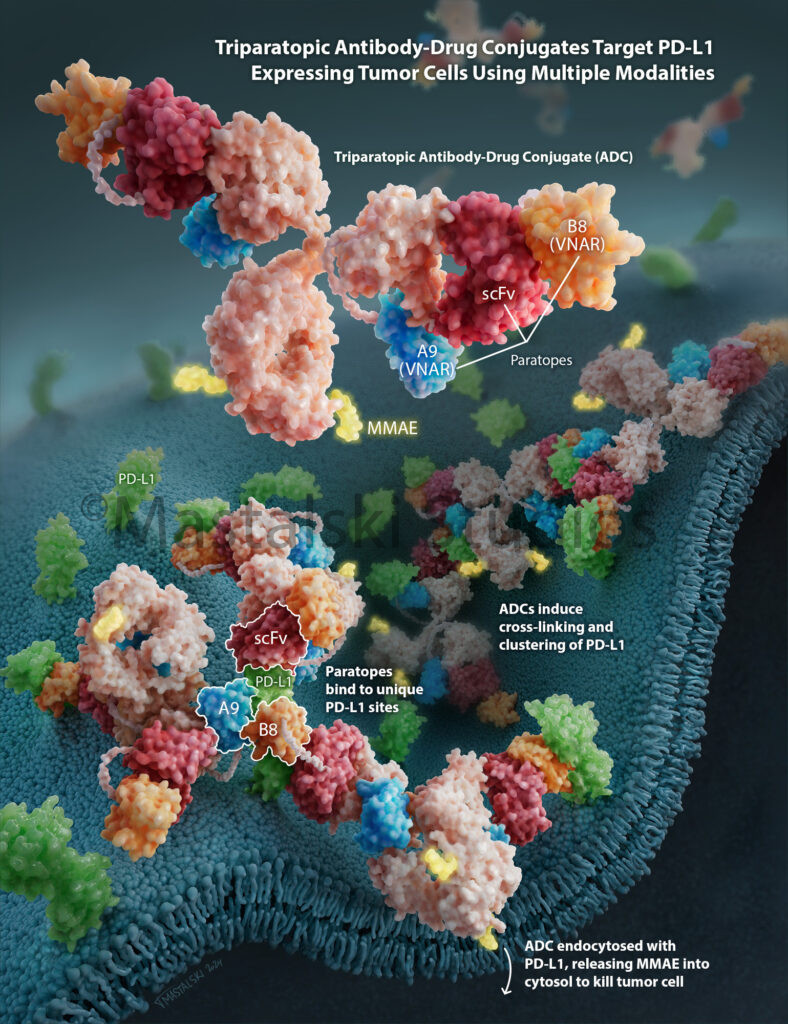 Triparatopic Antibody-Drug Conjugates Target PD-L1 Expressing Tumor Cells Using Multiple Modalities