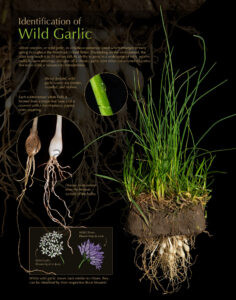 Identification of Wild Garlic