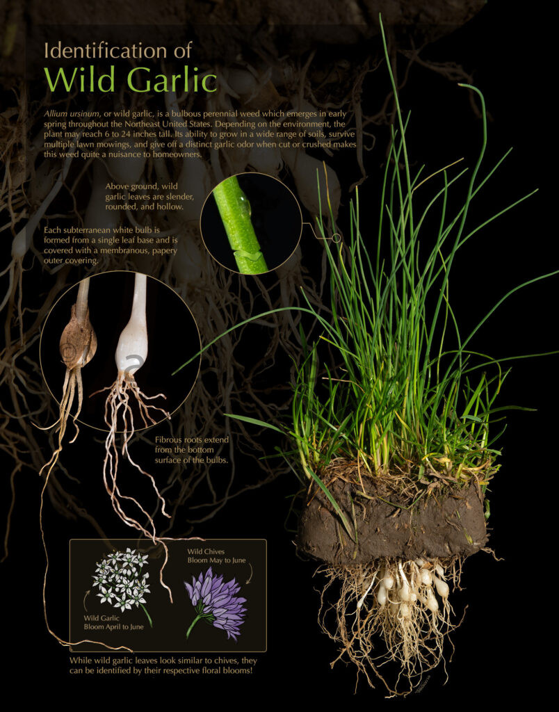 Identification of Wild Garlic