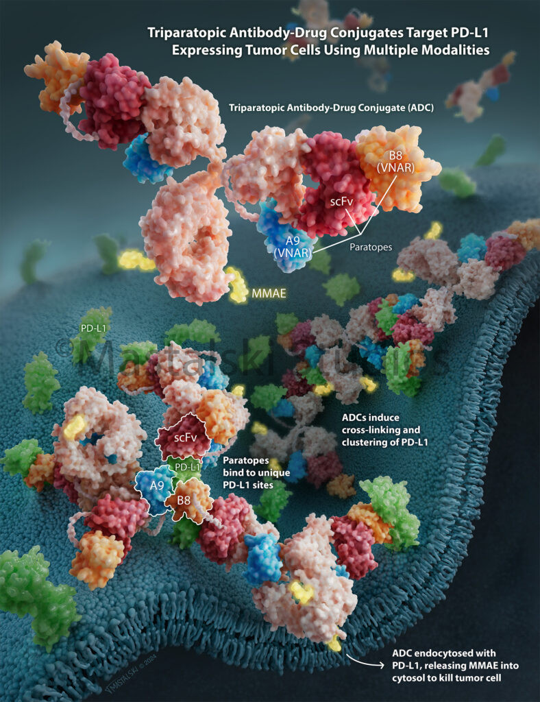 Triparatopic Antibody-Drug Conjugates Target PD-L1 Expressing Tumor Cells Using Multiple Modalities