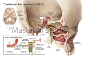 Path of the greater petrosal nerve through the skull and the branches of the pterygopalatine ganglion