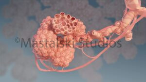 3D model of lung acinus