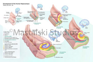 Development of the hippocampus in human embryos